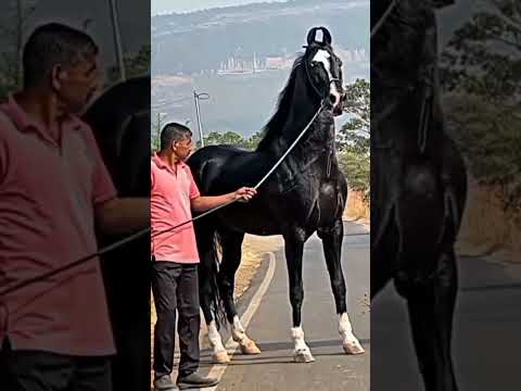 Black Horse Full Hight Parfomens Viral Goda Trending Trendingaudio Yoitubeshorts Horse Shorts 