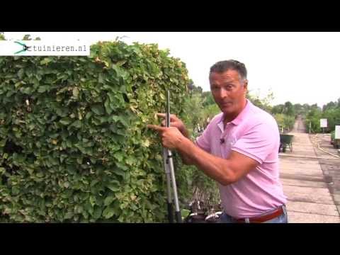 Video: Een beukenhaag snoeien: de beste tijd om beukenhaagplanten te snoeien