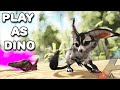 SURVIVING AS A TINY JERBOA | PLAY AS DINO | ARK SURVIVAL EVOLVED