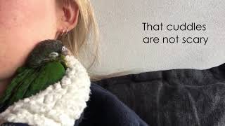 Bringing home Delphi the Green Cheek Conure - First Month