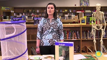 Life Cycle of Butterflies– Lesson 1: Getting Ready for Caterpillars