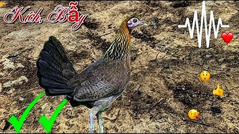 Tiếng gà mái rừng Kêu CHUẨN NHẤT 2025 ✔️✔️ || Poj qaib seev zoo dib tuaj zoo 💯%