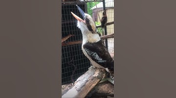 Thumbnail of laughing bird is amazing (Kookaburra)