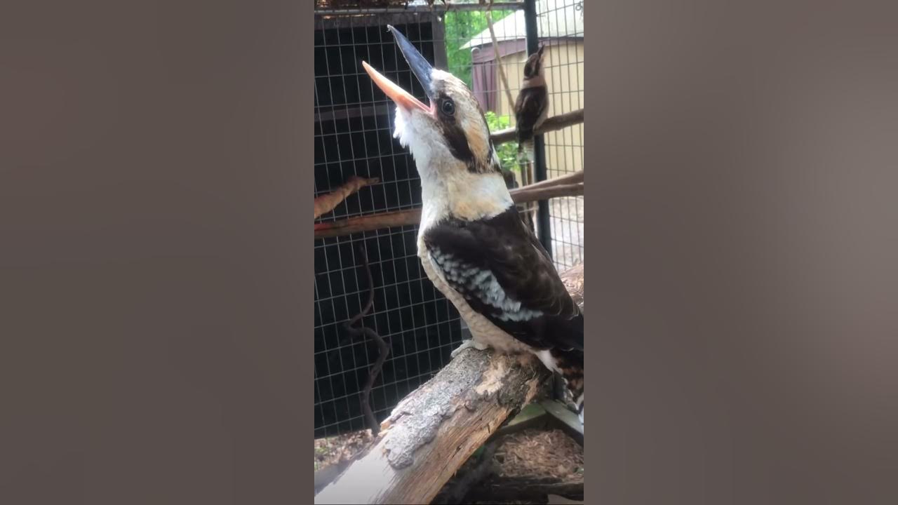 laughing bird is amazing (Kookaburra) laughing bird is amazing (Kookaburra)