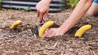 just bury bananas in the garden and this happens