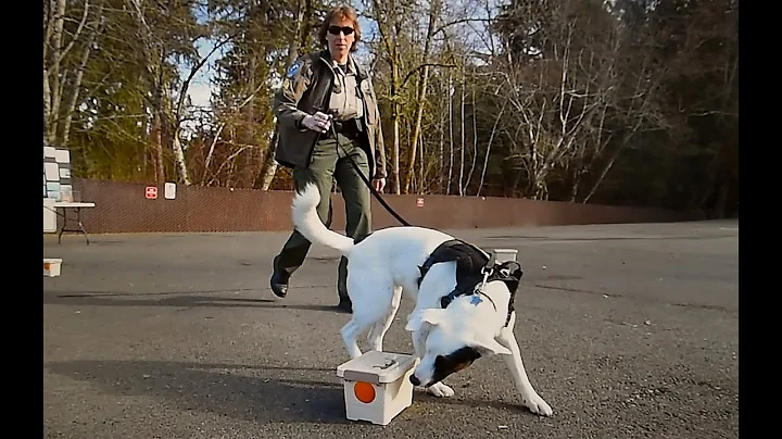 Washington state's newest mussel-sniffing dog is on duty