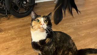 Bright Eyed Calico Goes Crazy for Feather Cat Toy! #animals #cat #catlover #cute #cutecat #love