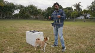 How to Teach your puppy the crate command