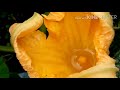 296)Get more female flowers on pumpkin plant