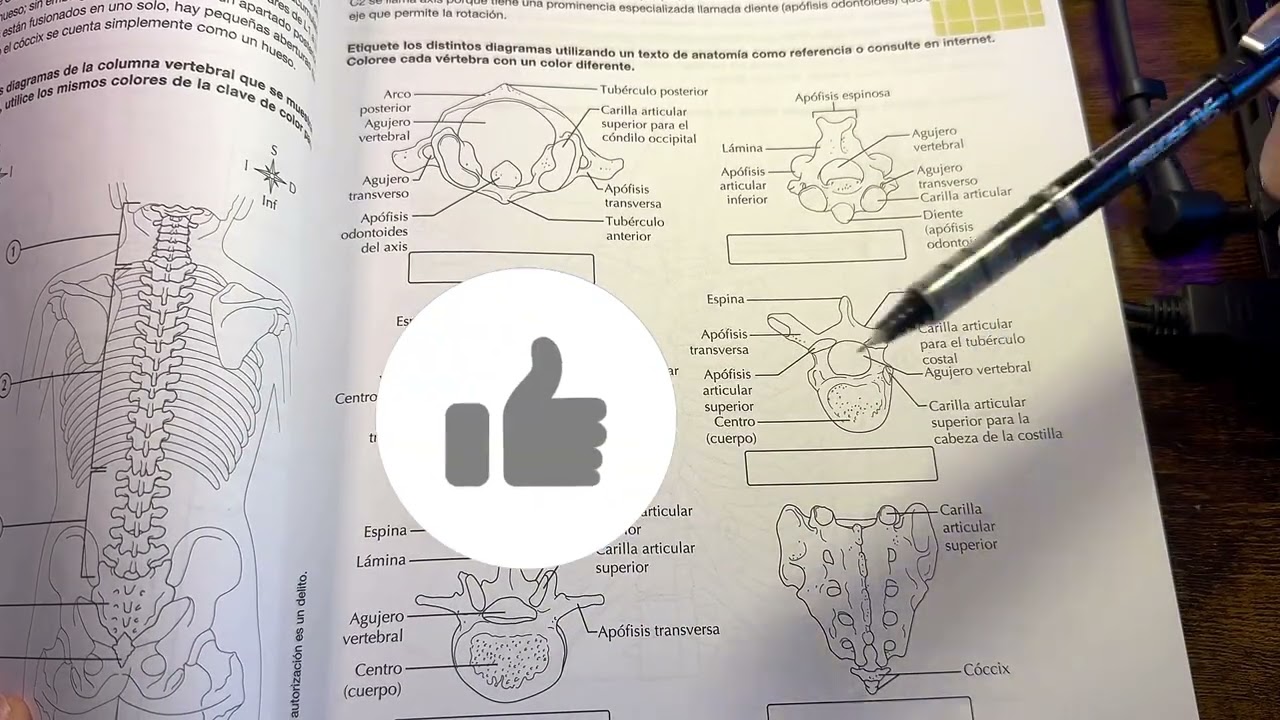 Aprende sobre el movimiento de tu columna