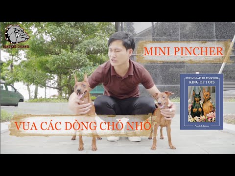 Video: Miniature Pinscher - Mô Tả Giống