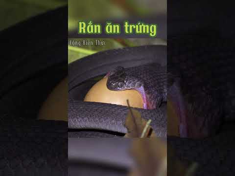 Rắn ăn trứng, sinh vật kỳ lạ và thú vị | Cộng Kiến Thức