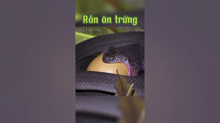 Rắn ăn trứng, sinh vật kỳ lạ và thú vị | Cộng Kiến Thức
