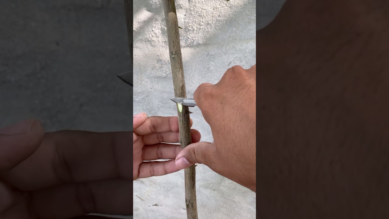 Grafting skills #shorts#asmr