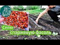 🍅 Посев спаржевой фасоли в открытый грунт