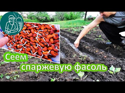 🌱 Planting Asparagus Beans in Open Ground 🌿 Growing Beans and Cowpeas 🏠Gordeevs Experience - YouTube