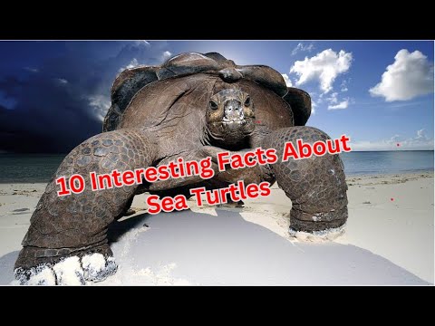 10 Interesting Facts About Sea Turtles - YouTube