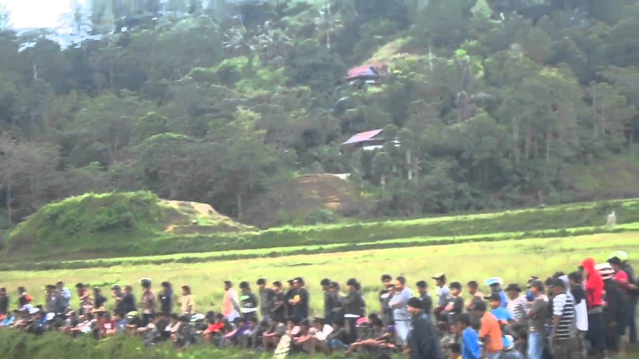 Lewis the Lion watches the water buffalo competition
