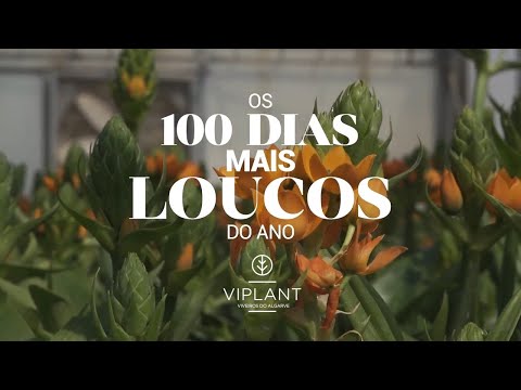 Viplant: Os 100 Dias Mais Loucos do Ano