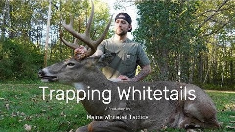 GIANT Maine BOW buck at 7 YARDS | "Trapping Whitetails"