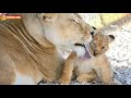 Мама Лейла и ее разноцветные львята! Тайган. Mom Leila and her multi-colored lion cubs! Taigan.