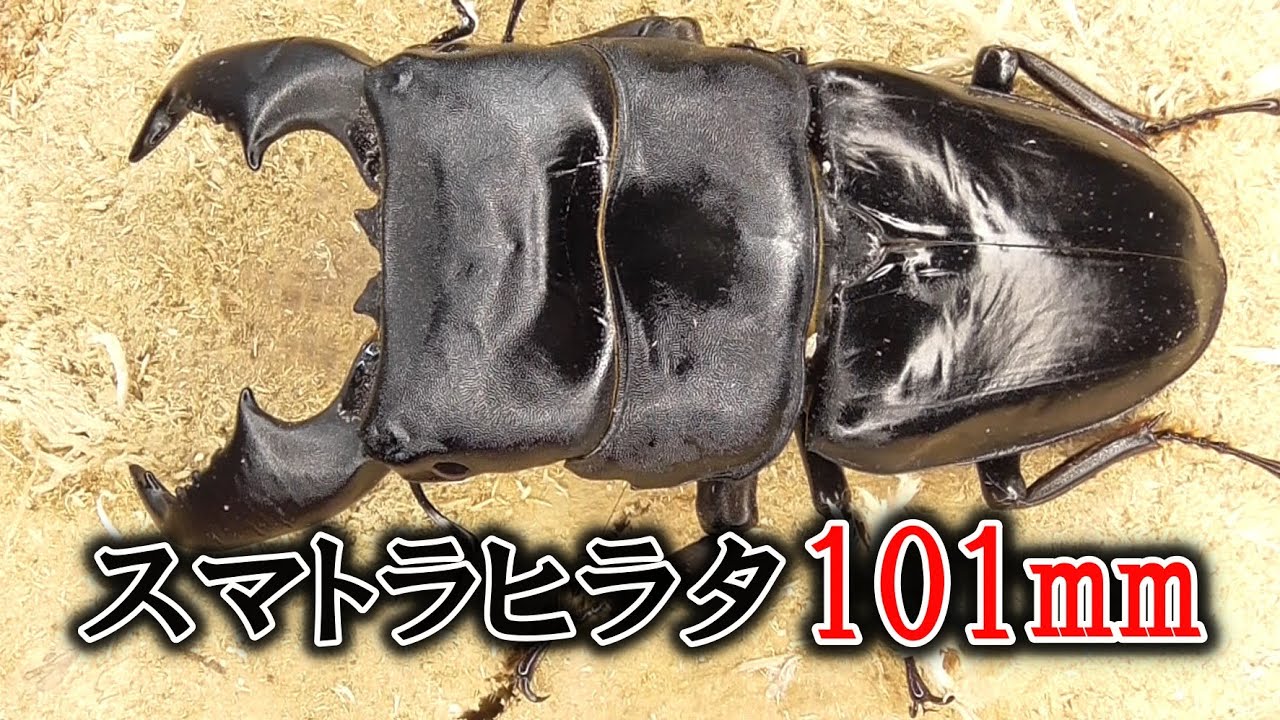 スマトラヒラタクワガタ♂️101mm♀️フリーサイズペア 11/15~11/27の入荷クワガタ紹介、11種類！【101mmスマトラ