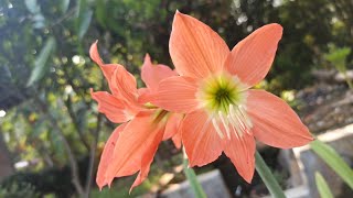 The Amaryllis Flowers are Blooming on June