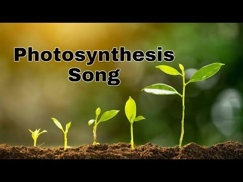 photosynthesis song