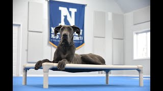 Daisy (Great Dane) Puppy Camp Dog Training Video Demonstration by Neuman K-9 Academy, Inc. 41 views 1 month ago 9 minutes, 33 seconds