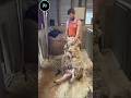 Sheep Wool Is Softer Than You Think | The Truth About Sheep Wool! 🐑