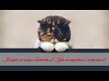 Могут ли кошки обижаться Как помириться с питомцем Cats are touchy How to make peace with a pet