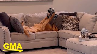 This golden retriever loves admiring his toys l GMA screenshot 5