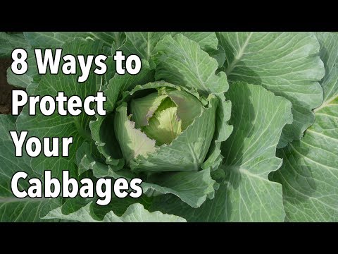 Video: Tips for a gardener: how cabbage is processed from pests