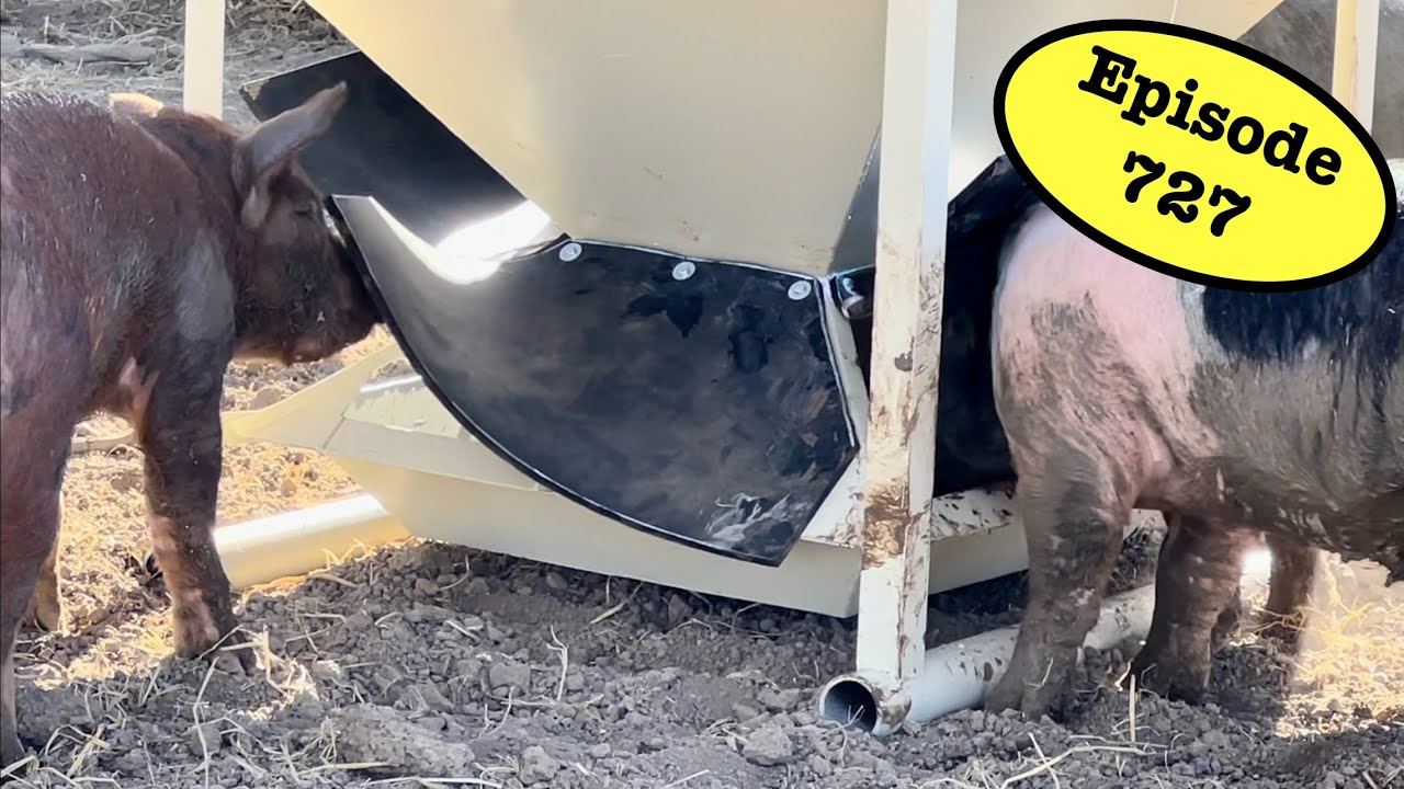 Ultimate Pig Feeder is Done and it’s Spectacular! - YouTube