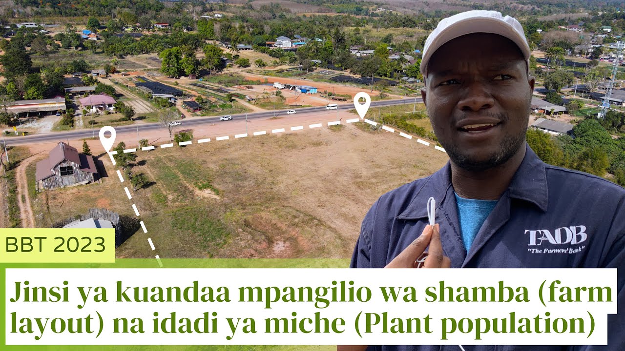 Jinsi ya kutengeneza mpangilio wa shamba (farm layout) na Kujua idadi ya miche (Plant Population)