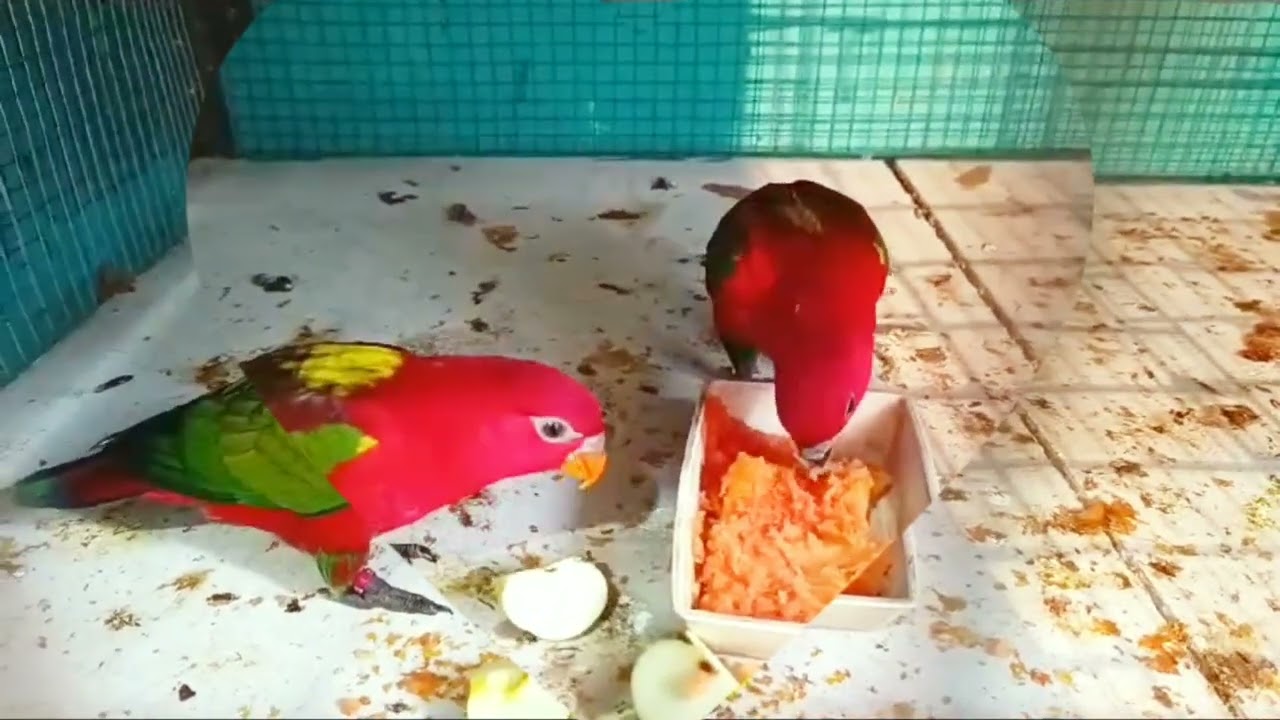 Exotic Yellow Black Lorikeet||  lorikeet parrot video|| 