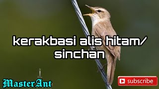 KERAK BASI ALIS HITAM/SINCHAN masteran handal untuk burung kicau