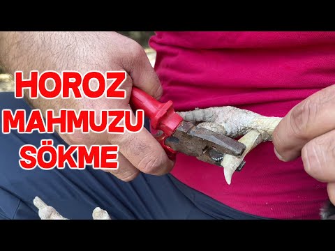 Asil Hint Horozumuzun Mahmuzlarını Söktüm