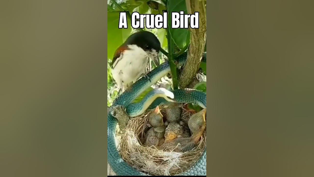 How Cruel This Bird Is 😭. YouTube