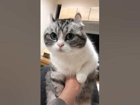 #комару - YouTube