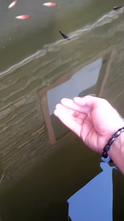 Cara tes ke aslian getah katilayu untuk mancing