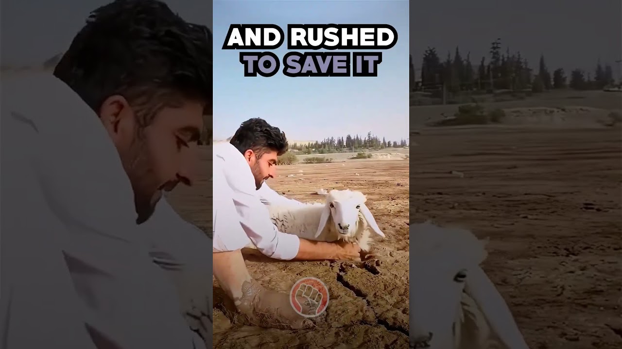 Young Man's Heroic Effort to Save a Stranded Sheep 🌞🐑 #shorts