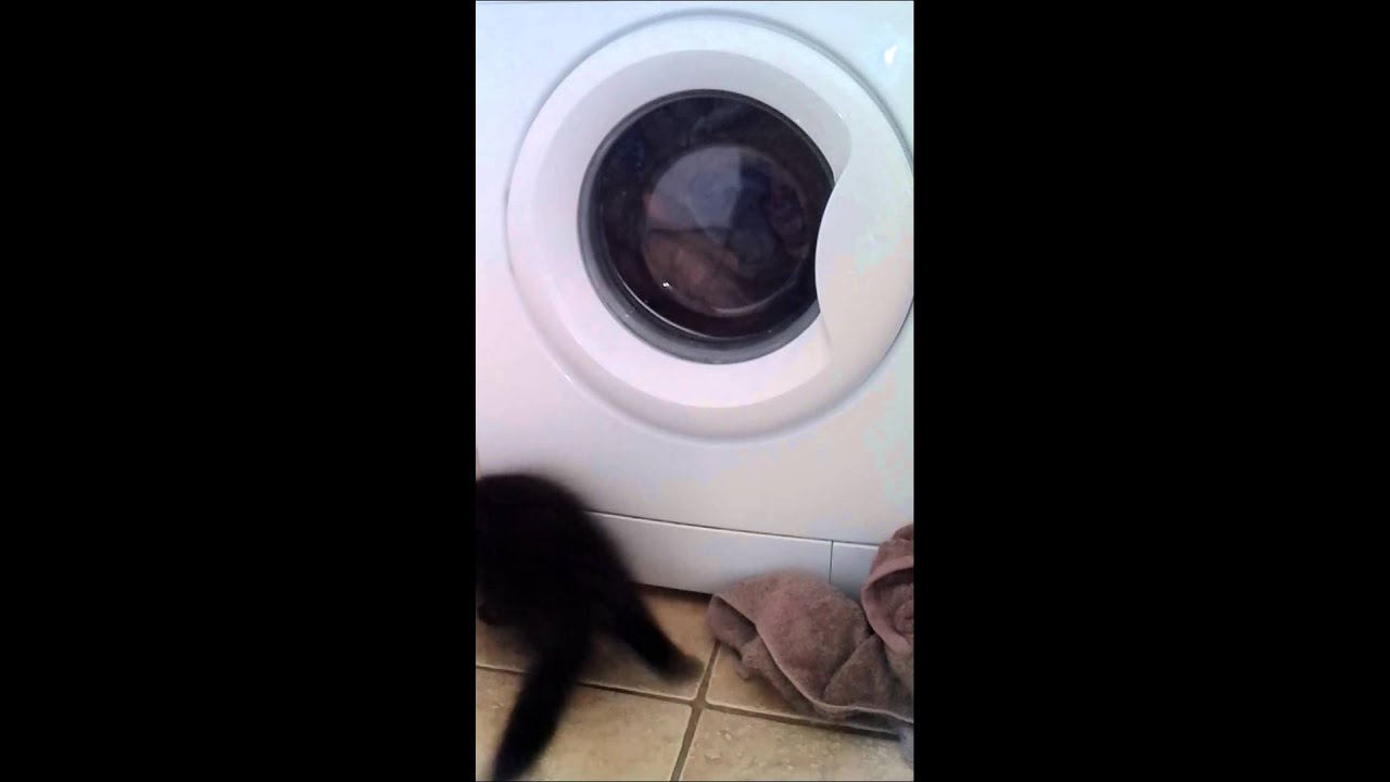 Betty spaghetti....funny cat 😂 