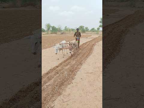 منظر مذهل الحماران يحرثان والمزارع ينثر البذور