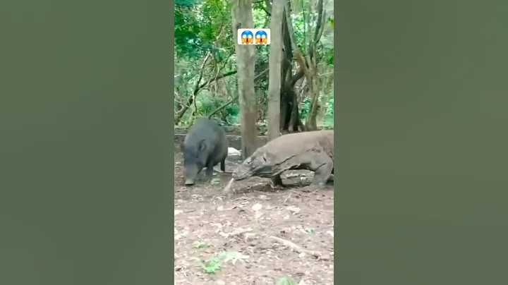 wild boar and komodo dragon amazing fight #shorts