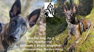 Blue the Dog at Six Months Old. Malinois-Dutch Shepherd X. Blue Nemesis Dog Diaries #005