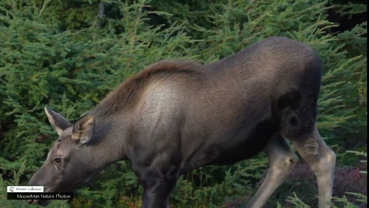 A Big Bull Moose Reaches the End of His Dominance 