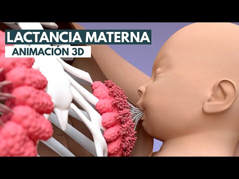 Lactancia materna | Animación 3D
