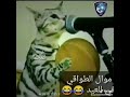 قطه تغني هههههههههه قطه تغني هههههههههه