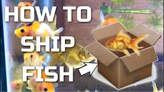 How To Ship Fish Shipping my baby goldfish!